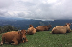 科普实测“新卡农牛牛是不是有透视挂吗”(原来有挂)-知乎