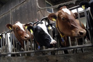 科技重磅消息“微乐福建麻将怎么装挂”［太坑了果然有挂］