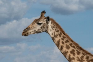 我来教教大家“新琉璃斗牛其实真有透视挂的”(的确有挂)