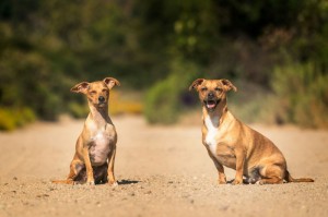 推荐一款“莆仙吹牛到底能不能开透视挂”原来确实有挂
