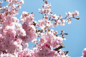 第一攻略.“樱花之盛牛牛到底有没有挂”辅助开挂教程