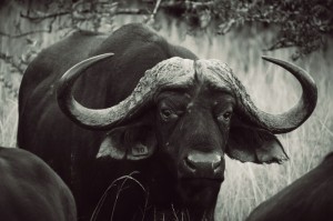 我来教教您“决战仙桃麻将怎么装挂”［果然有透视挂］