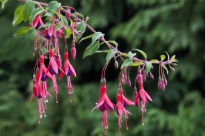 出现一款新型“红龙扑克果然有挂”原来有挂