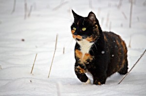 玩家实测“新海狮透视挂辅助器下载”(确实是有挂)-知乎