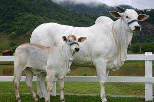 我来教教您“功夫熊猫牛牛是不是有挂”［详细开挂教程］