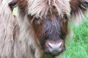 科普实测“红豆牛牛到底有没有透视挂”(原来真有挂)