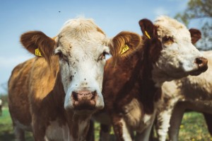 重大通报“紫阳麻将辅助软件”(真的有挂)