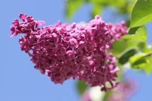 重大通报.“开心武汉花有挂没有吗”其实真的有挂