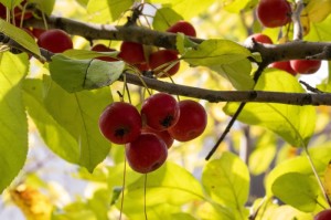 ［玩家实测］“微信麻将到底有挂吗”［透视曝光猫腻］