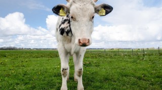 今日重大发现“新九天牛牛可以开挂吗”［太坑了原来有挂］