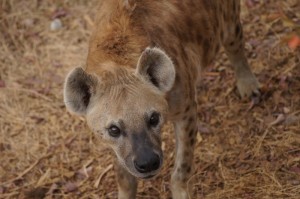 我来教教大家“花城牌舍透视脚本软件”原来确实有挂