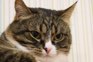 玩家实测“天酷斗牛有透视辅助软件吗”其实确实有挂