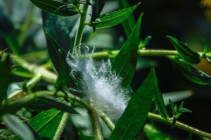 [推荐]“绿竹可以开挂吗”开挂详细教程