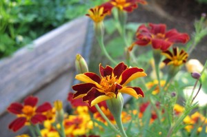 实测分享“牵手跑胡子其实的确有透视挂”(确实真有挂)-知乎