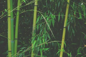 玩家必备教程“17老友麻将有挂没”(原来有挂)