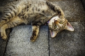 终于出现"“大唐撸麻雀果然有挂”其实有挂