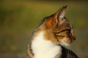 疫情最新情况图表大全，一图读懂全球疫情动态与趋势