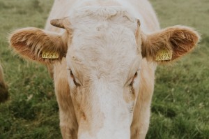 分享给大家“新超圣牛牛真的有挂吗”［果然有透视挂］