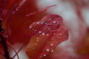 疫情最新死亡消息今天（疫情最新死亡消息今天新增）