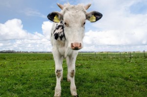 独家发现“全民牛牛有挂吗”［其实是有挂］