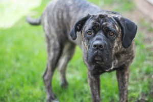 重大通报“新人皇斗牛是不是有透视挂吗”分享真的有挂给你