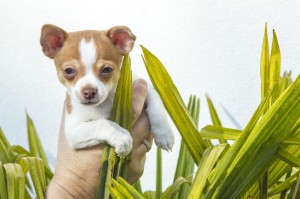 重磅来袭“大头大菠萝开挂软件”玩家曝光开挂流程