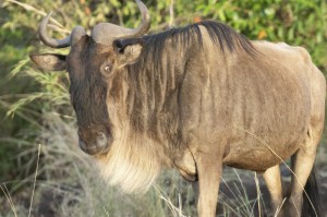 玩家必看攻略“新海狮牛牛到底是不是有透视挂吗”(确实有挂)-知乎