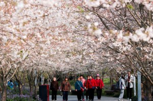 [推荐]“流樱大厅可以开挂吗”开挂详细教程